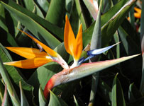 paradisfugleblomst